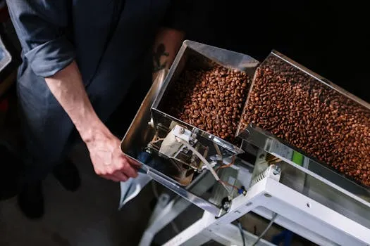 Yemeni roasted coffee beans on a conveyor belt at Bon Yemeni coffee processing facility.