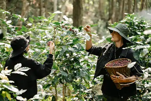 Farmers handpicking ripe coffee cherries from a lush green coffee tree.